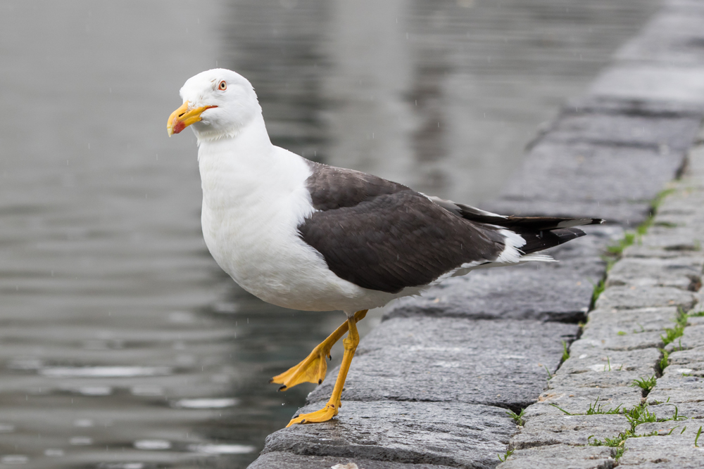 A Lesser Black-backed Gull