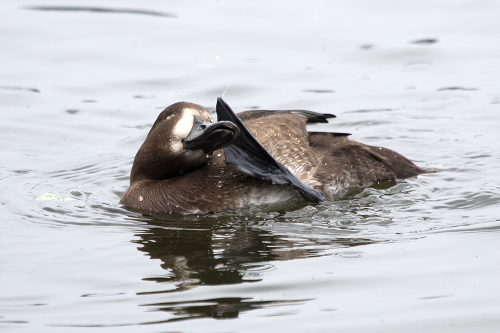 Itchy scaup
