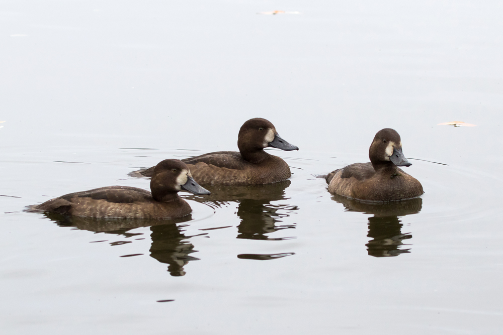 A trio of Greater Scaup