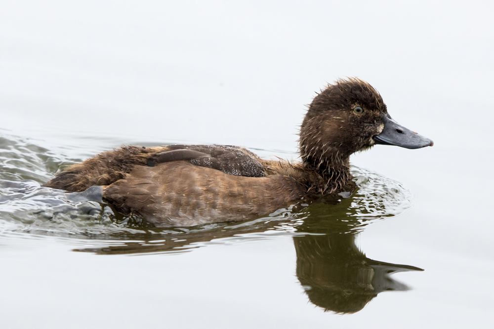 A young Tufted Duck