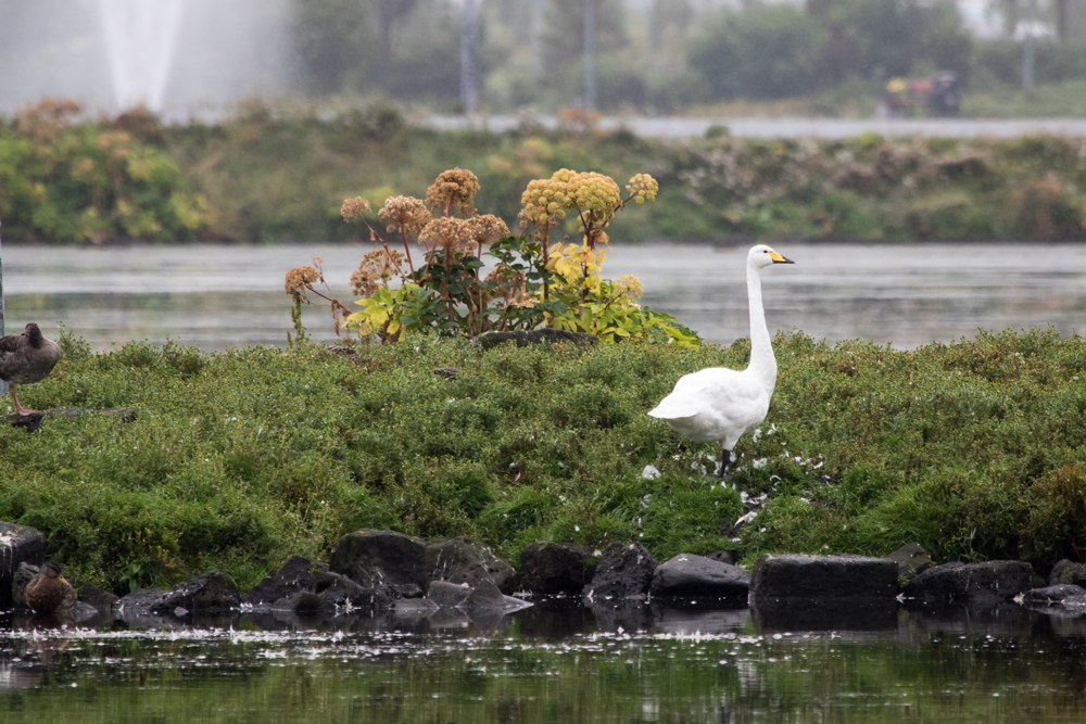 Whooper Swan in front of Garden Angelica plant on the tiny island