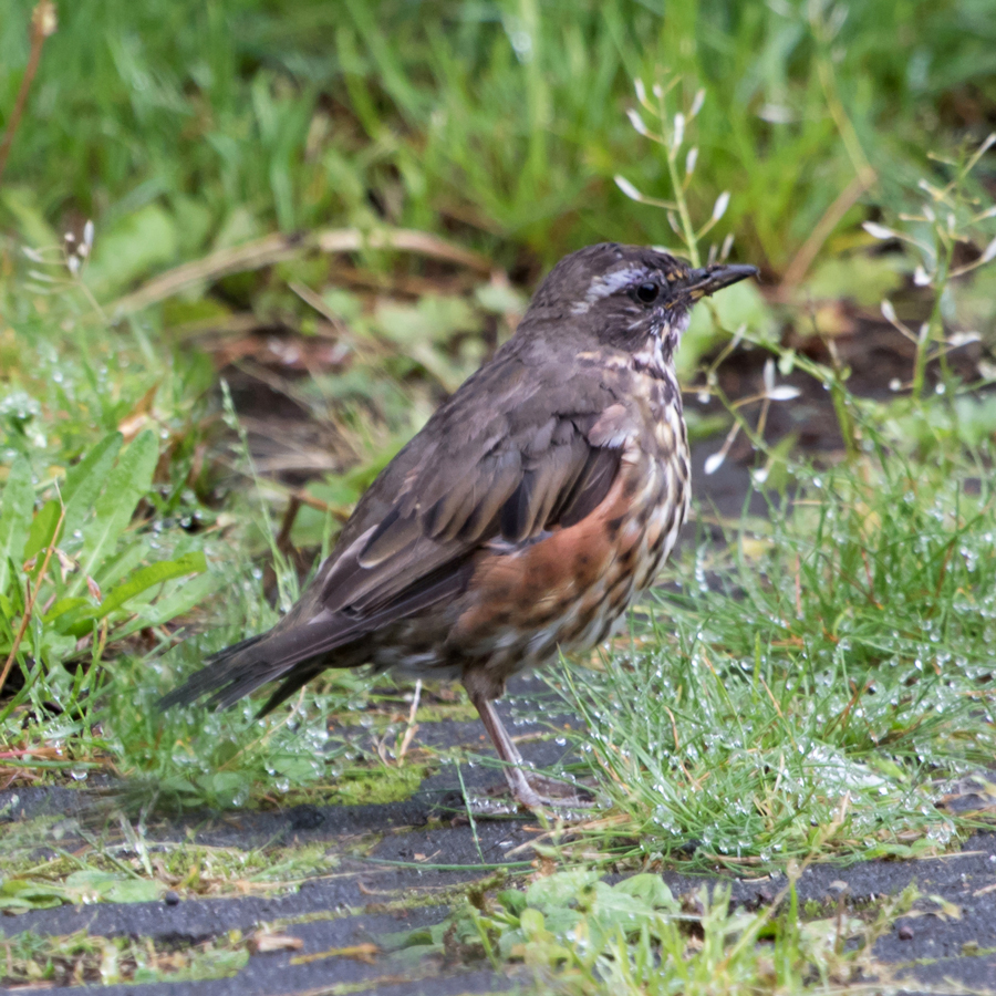The Redwing in the garden