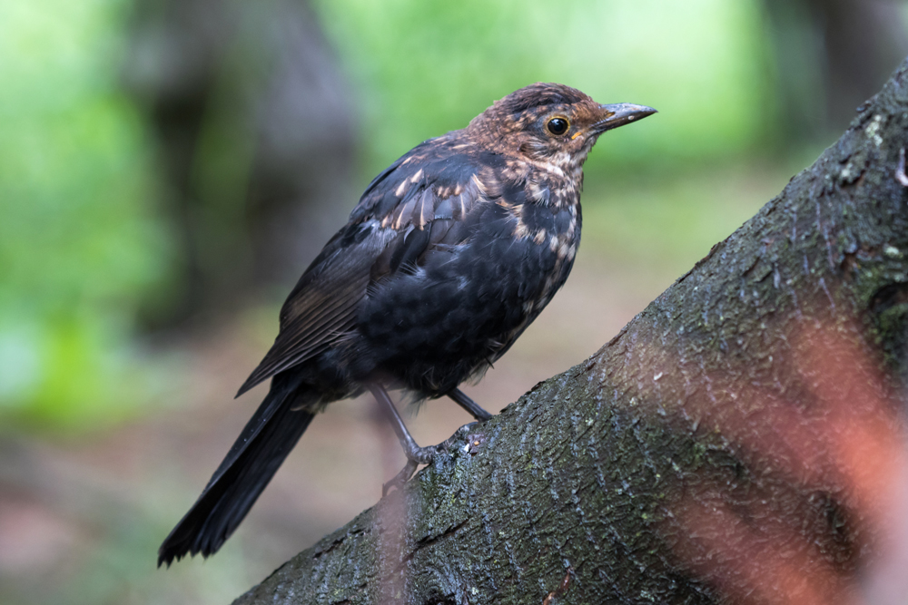 A juvenile Eurasian Blackbird getting close to adult plumage