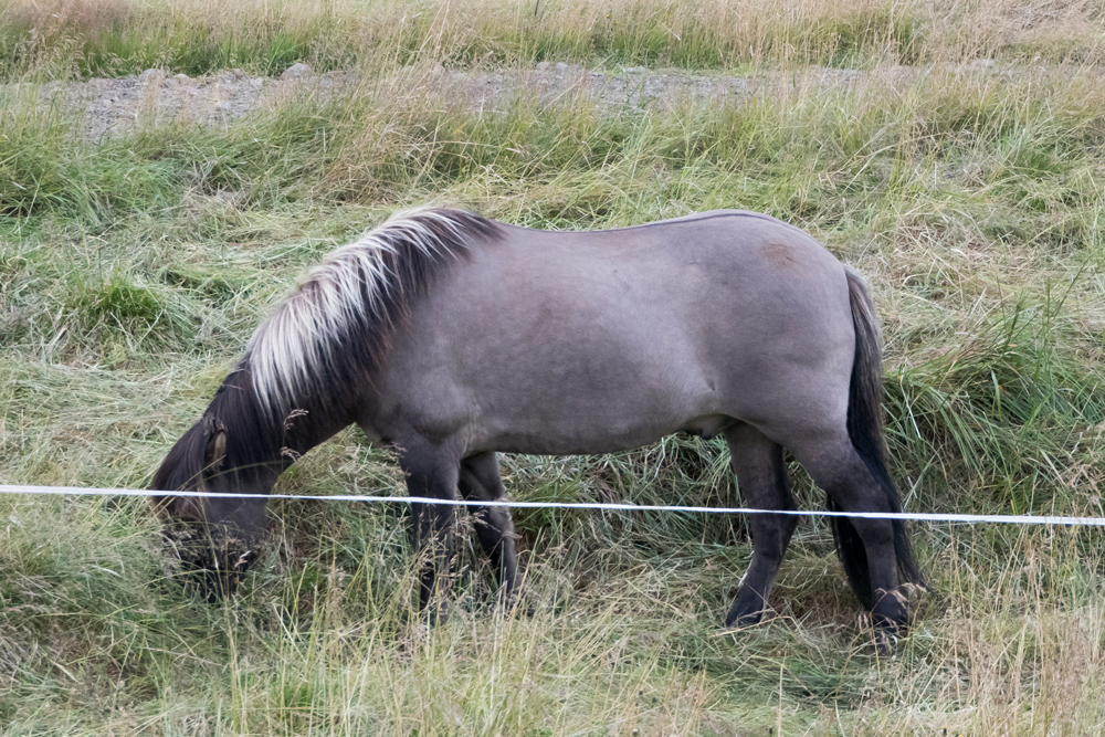 Icelandic Horse with two-toned mane