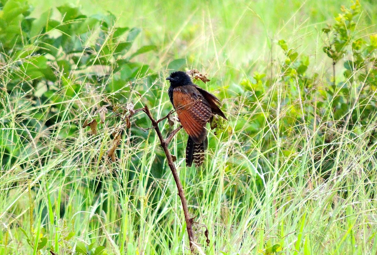 African Black Coucal