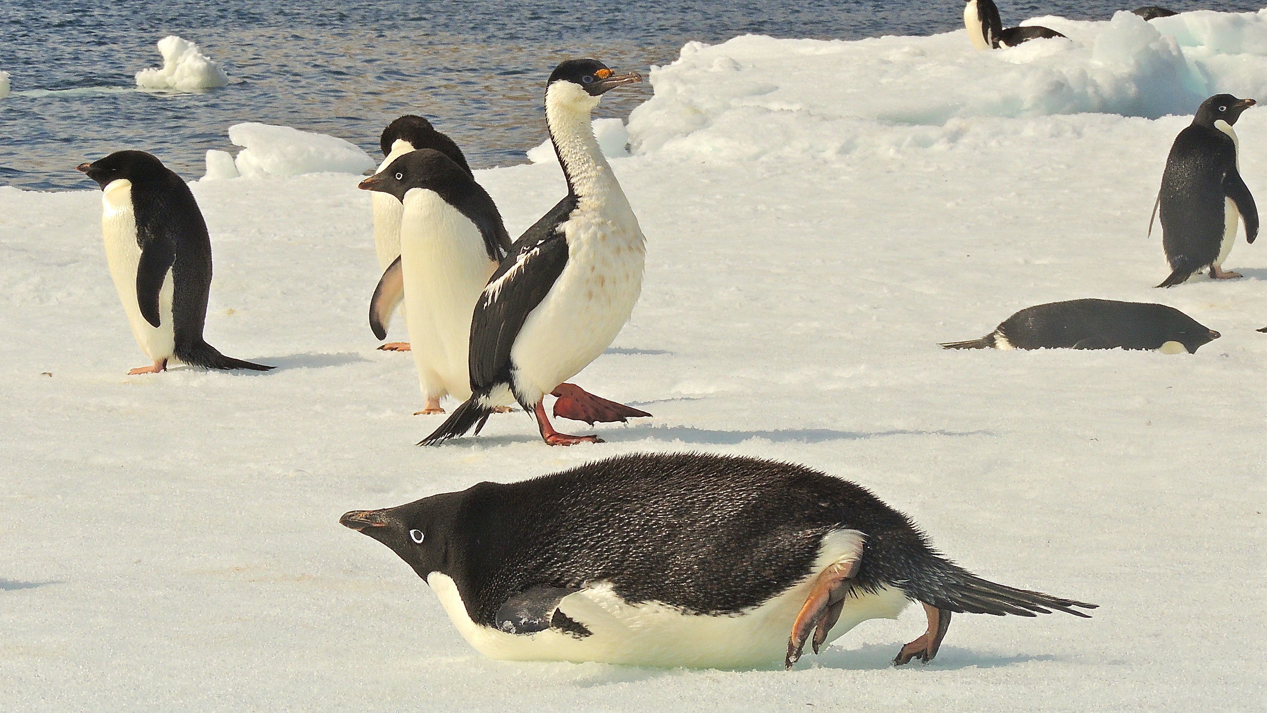 Antarctic Shag with Adelie Penguins