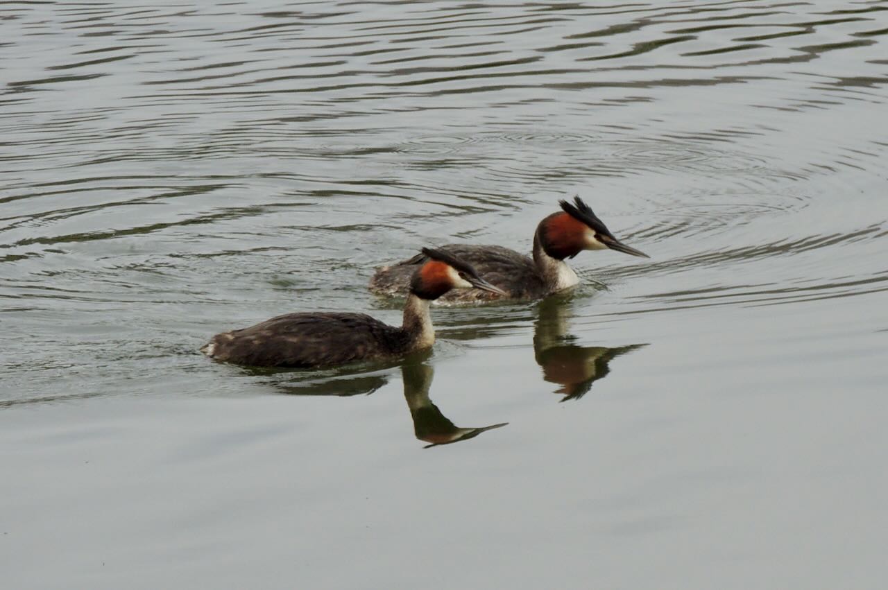 Australasian Crested Grebe