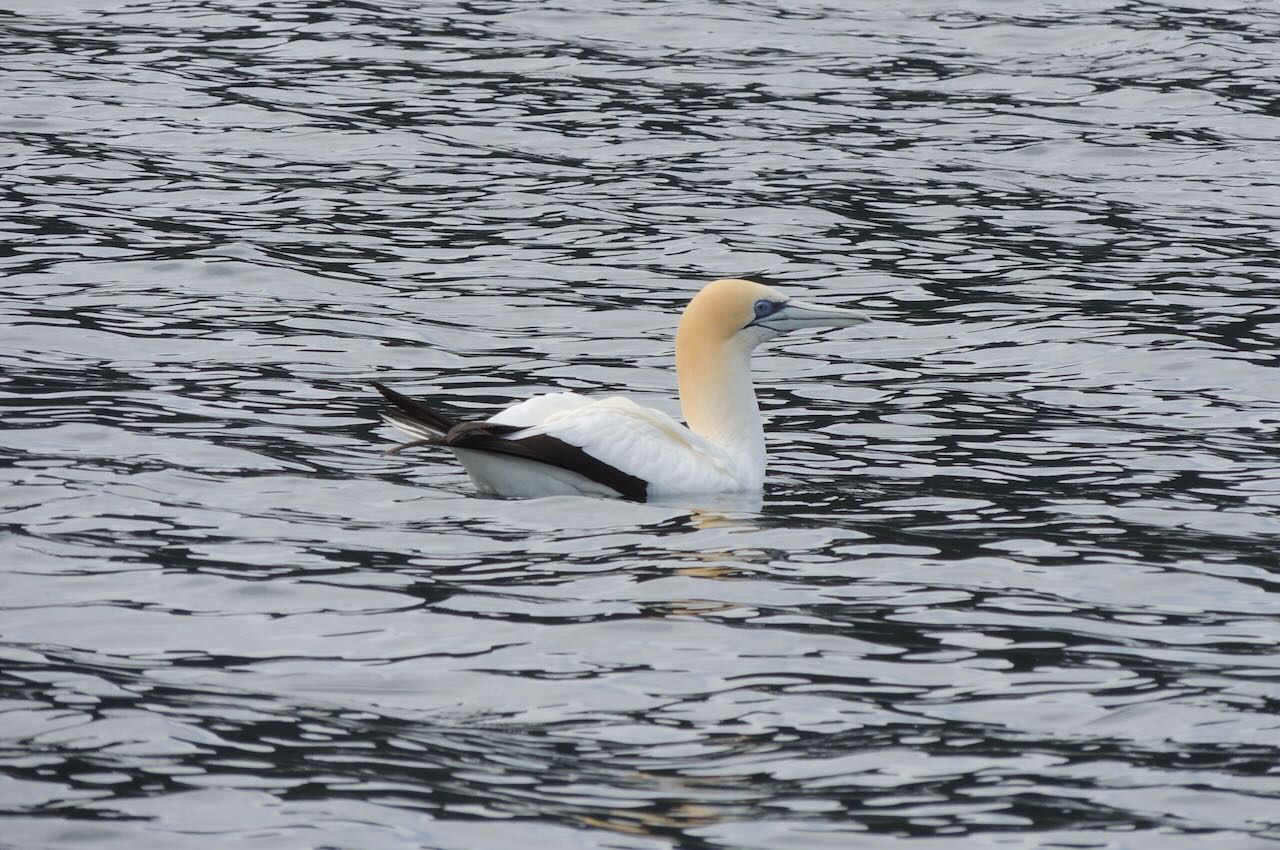 Australasian Gannet