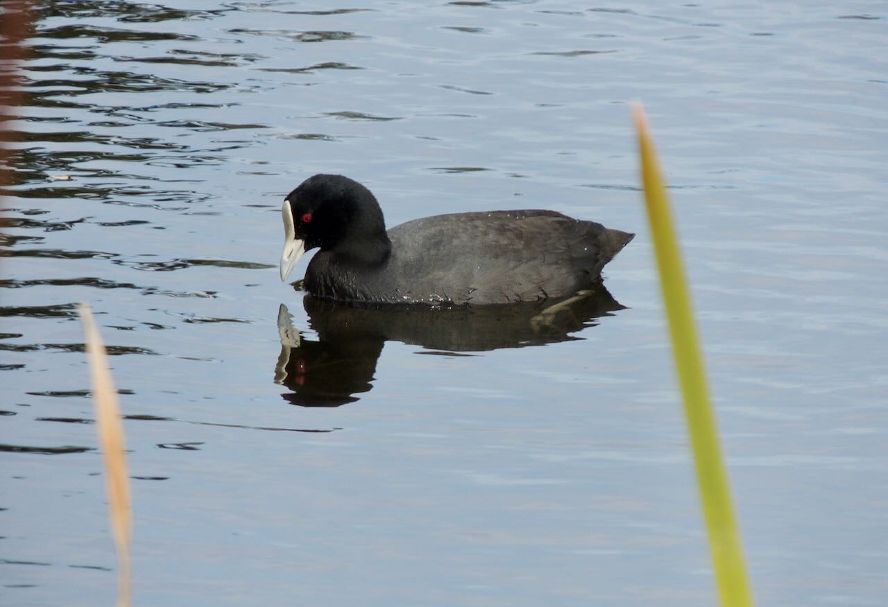 Australian Coot