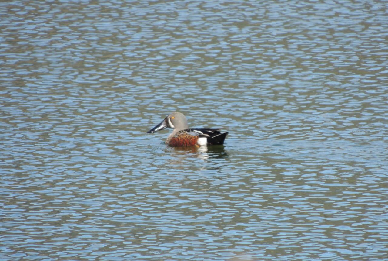 Aus Shoveler