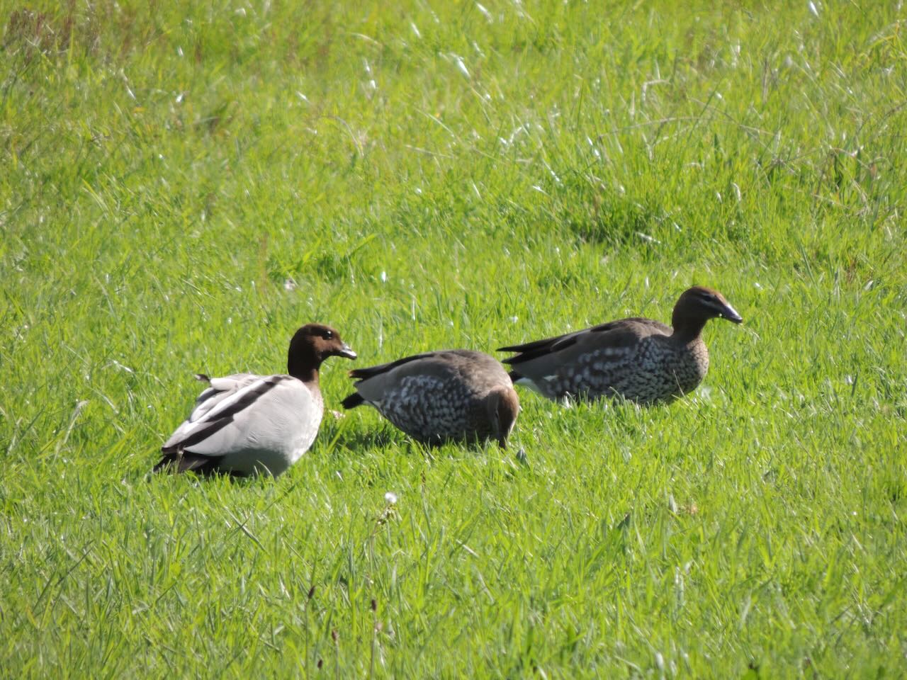 Australian Wood Ducks