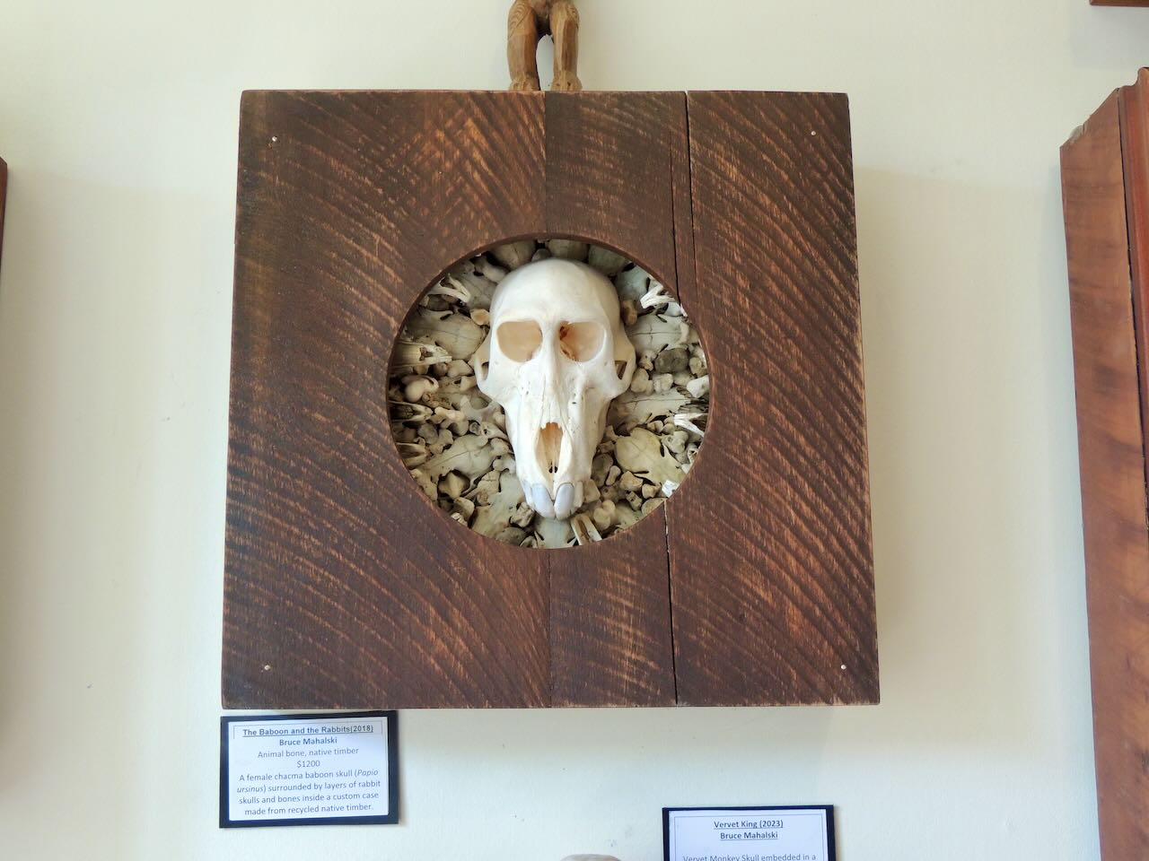 Baboon Skull over Rabbit Skulls