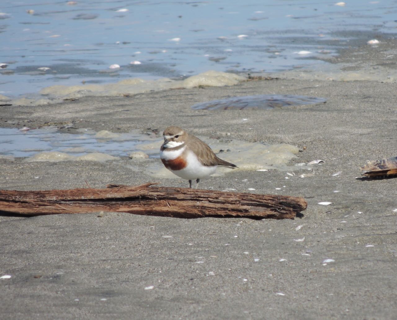 Banded Dotterel