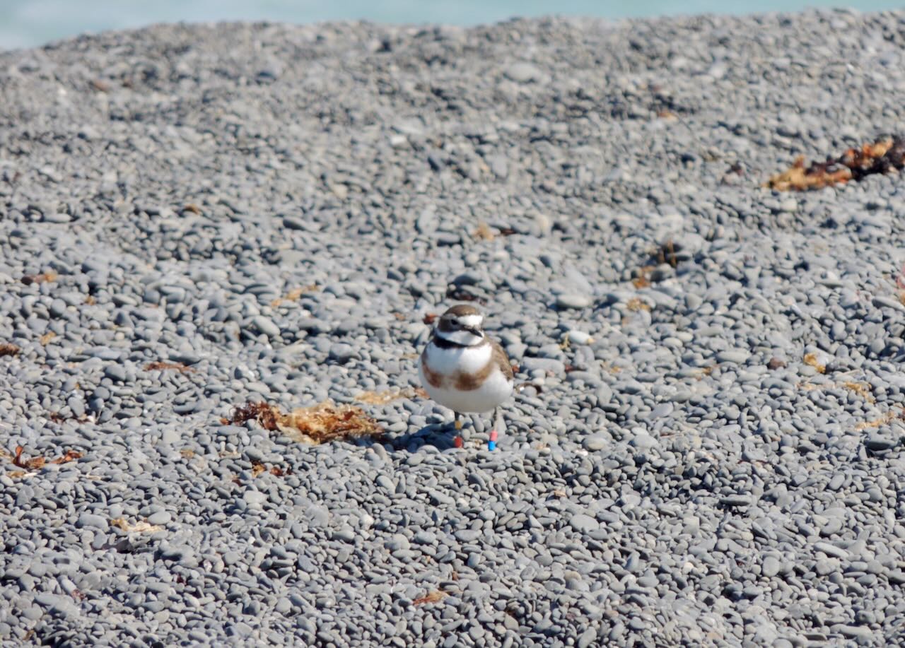 Female Banded Dotterel