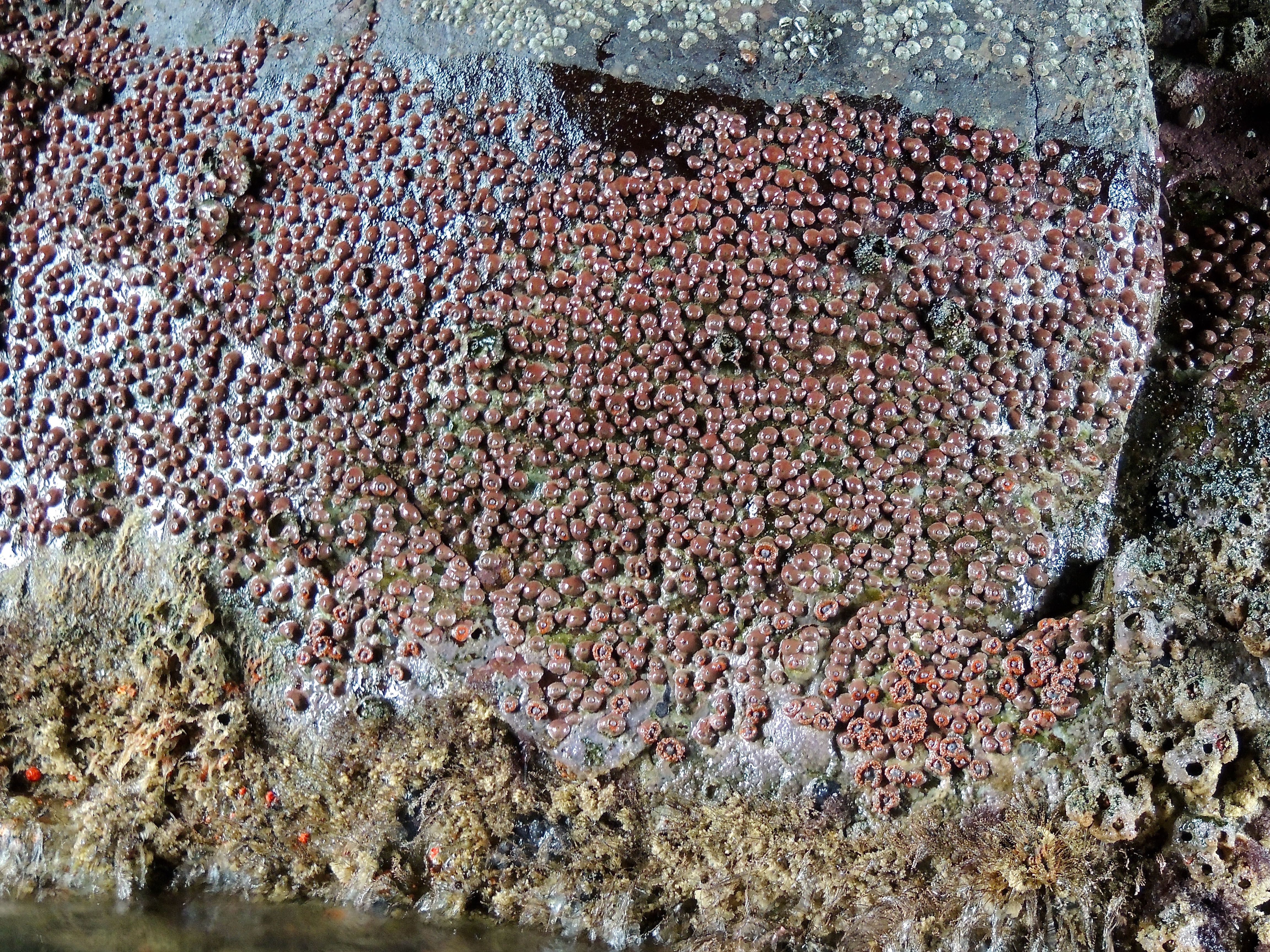 Barnacles at Witch Hill