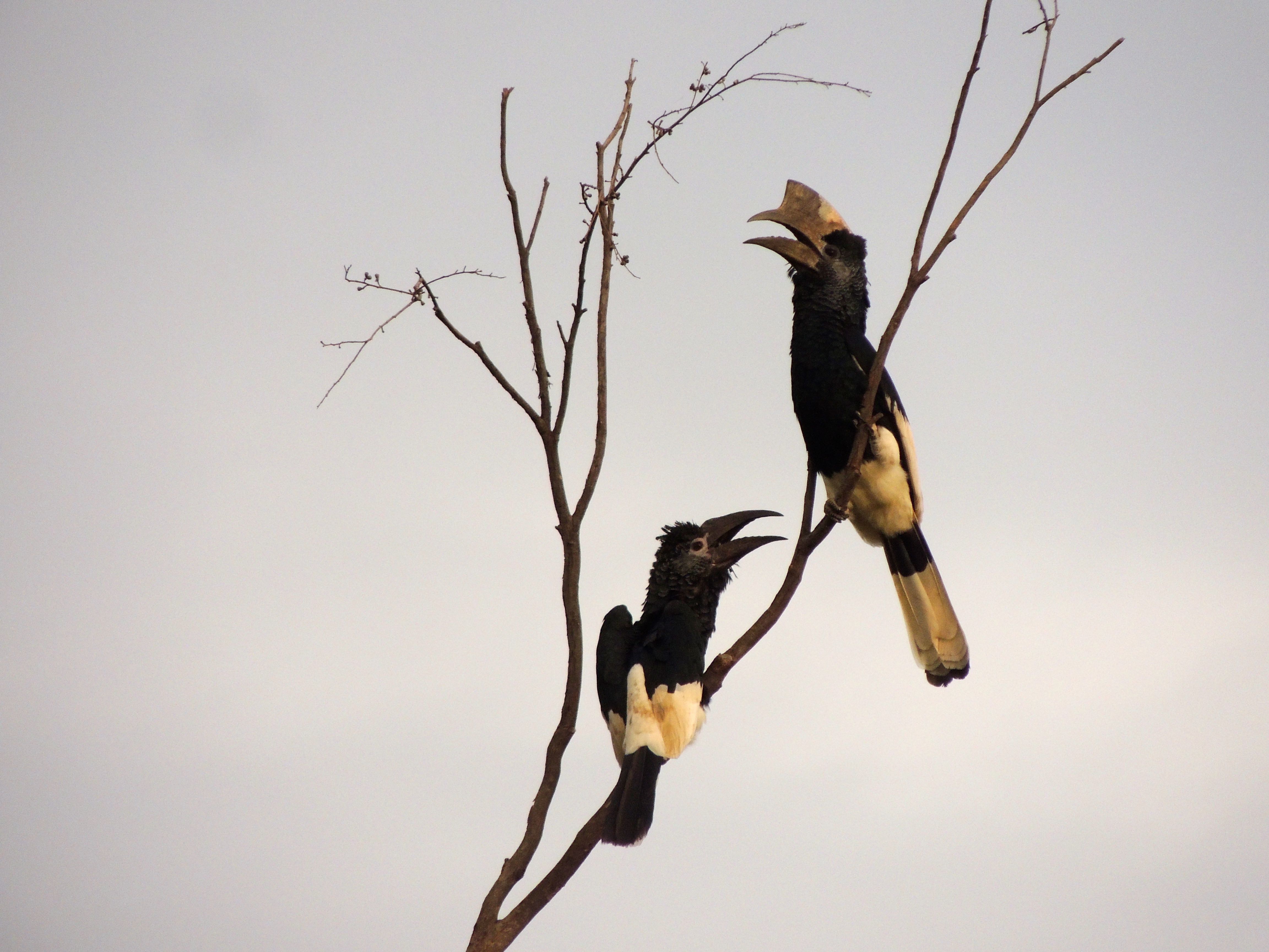Black-and-white-casqued Hornbills