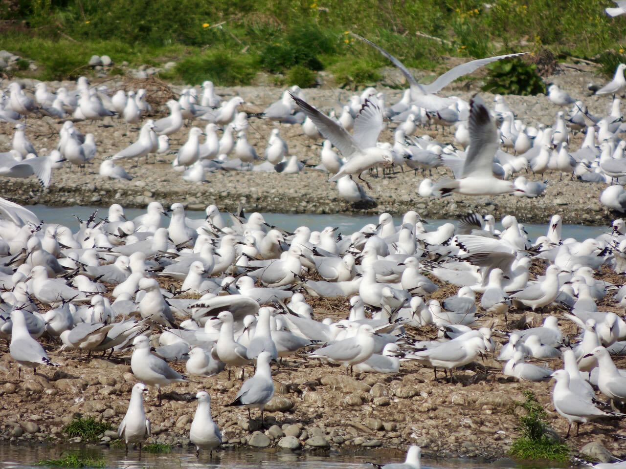 Black-billed Gull Colony