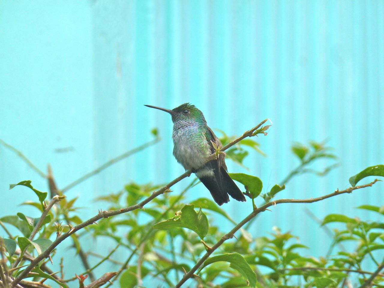 Blue-chested Hummingbirds