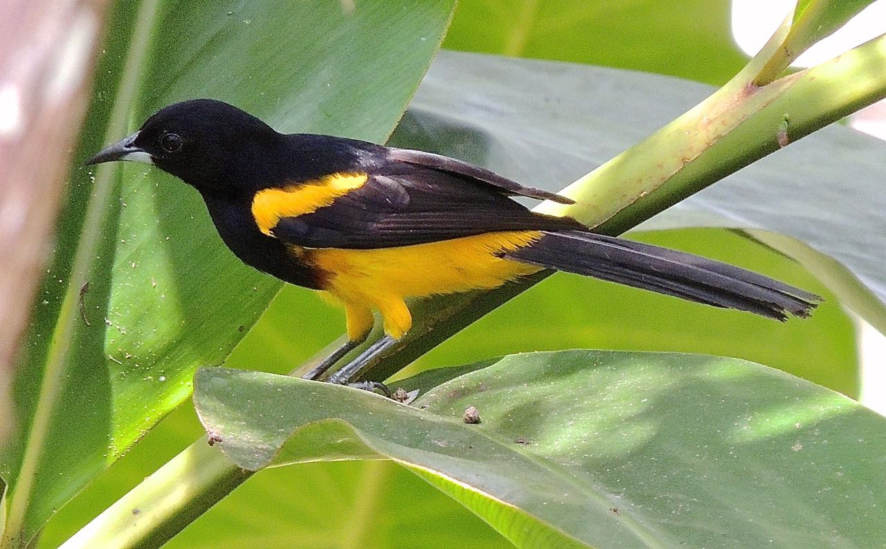 Black-cowled Oriole