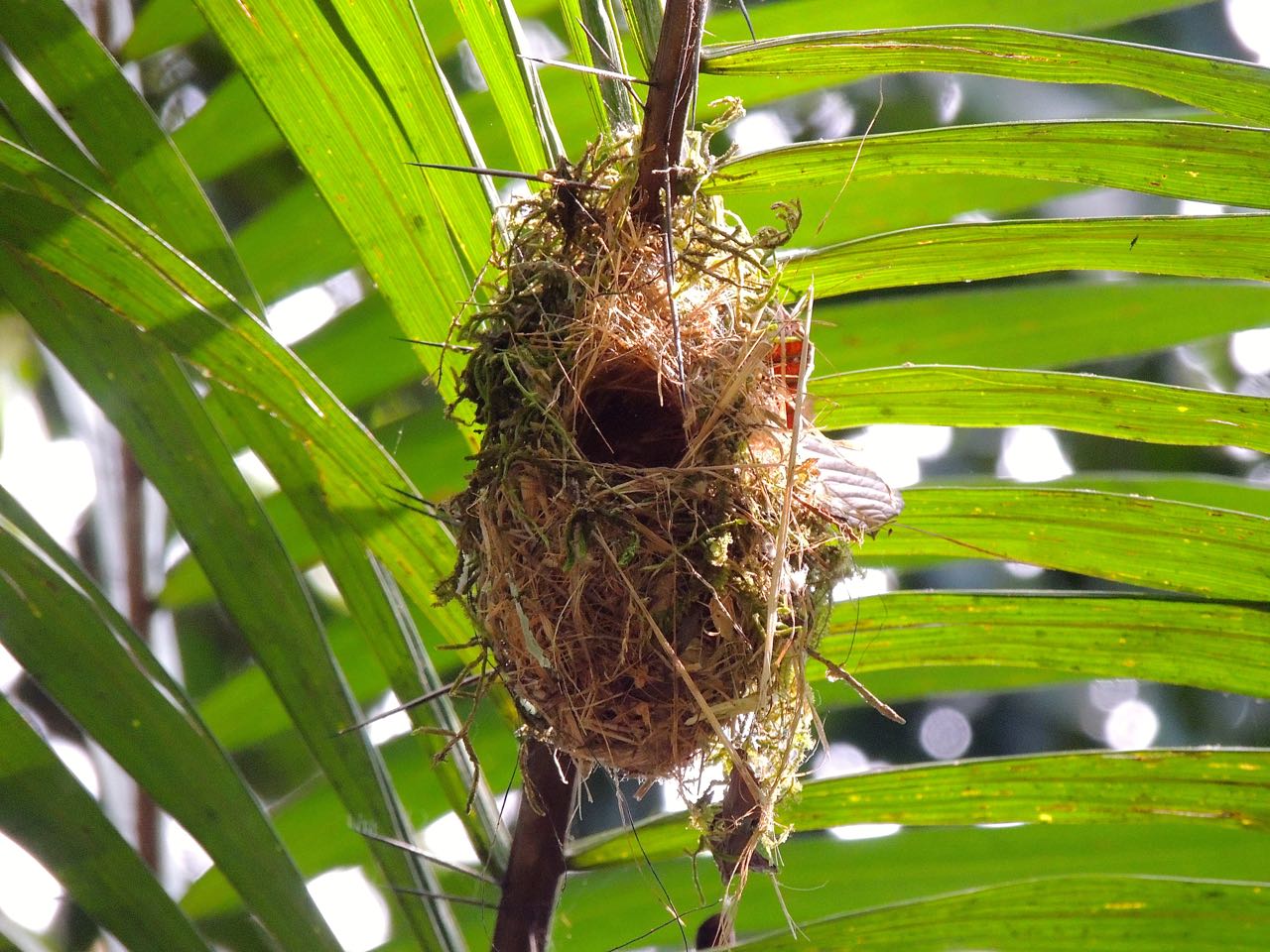 Black-capped Pygmy-Tyrant Nest