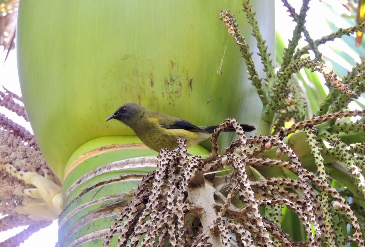 New Zealand Bellbird