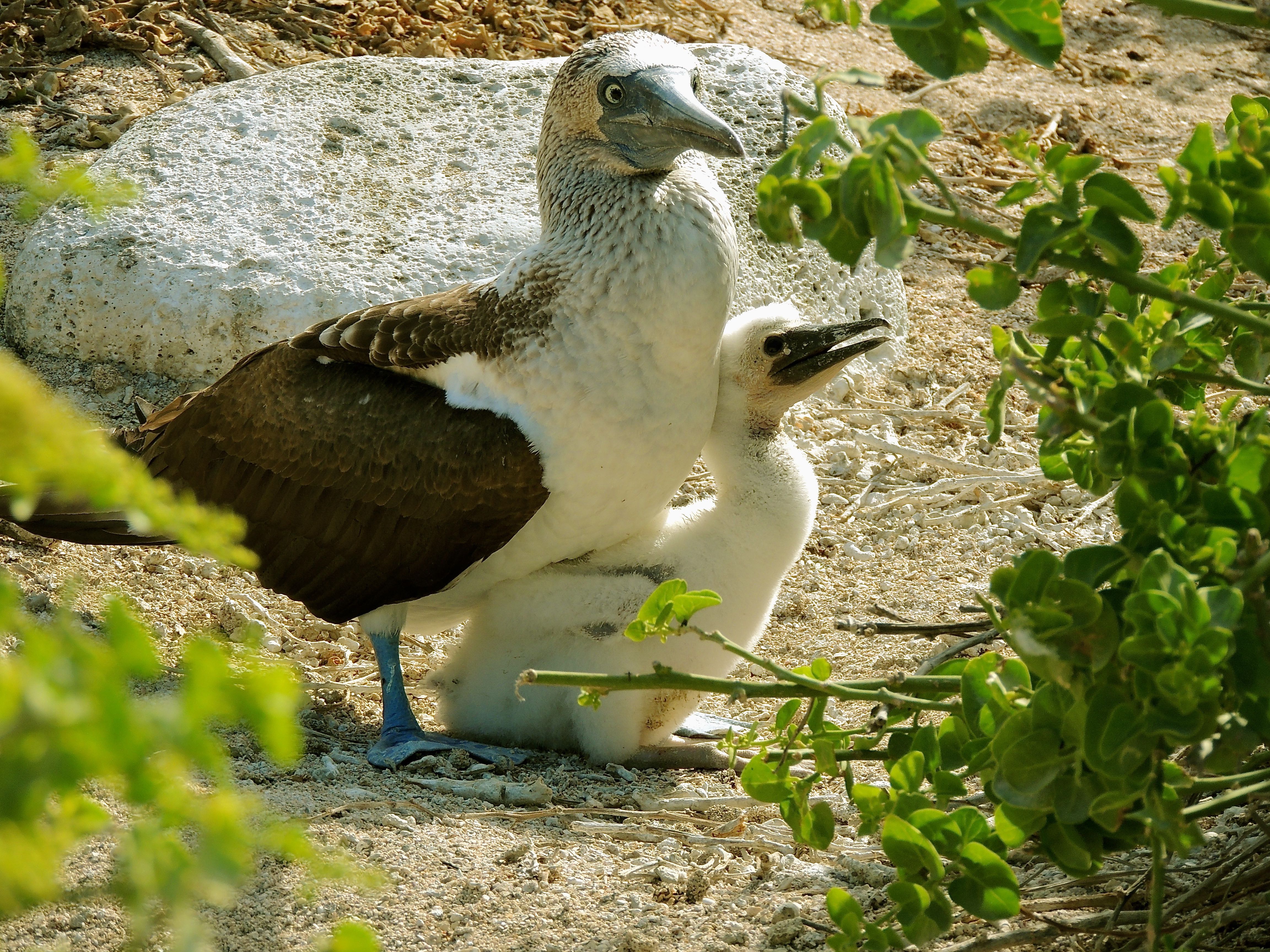 Blue-footed Booby with Chick