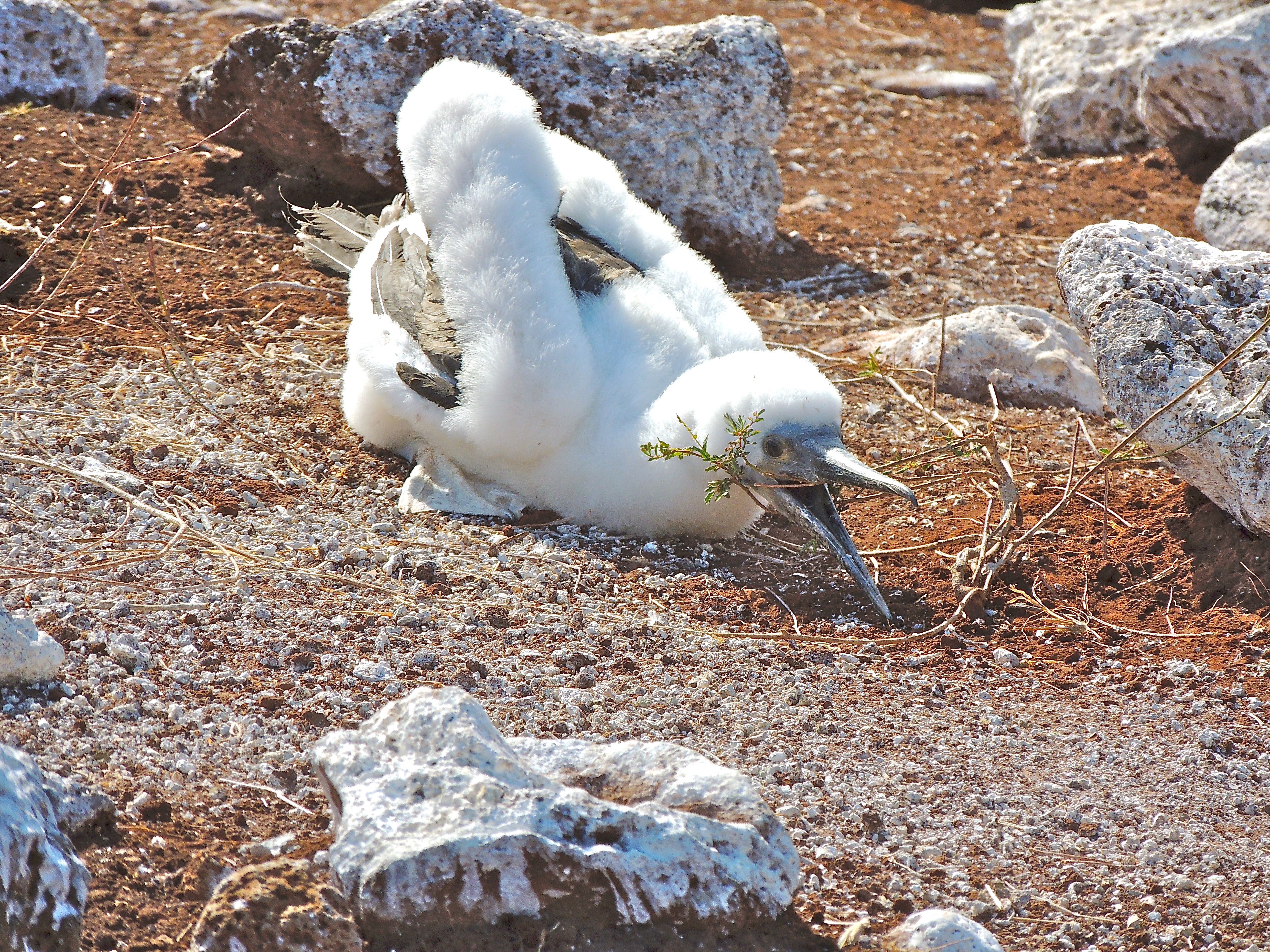 Blue-footed Booby Chick