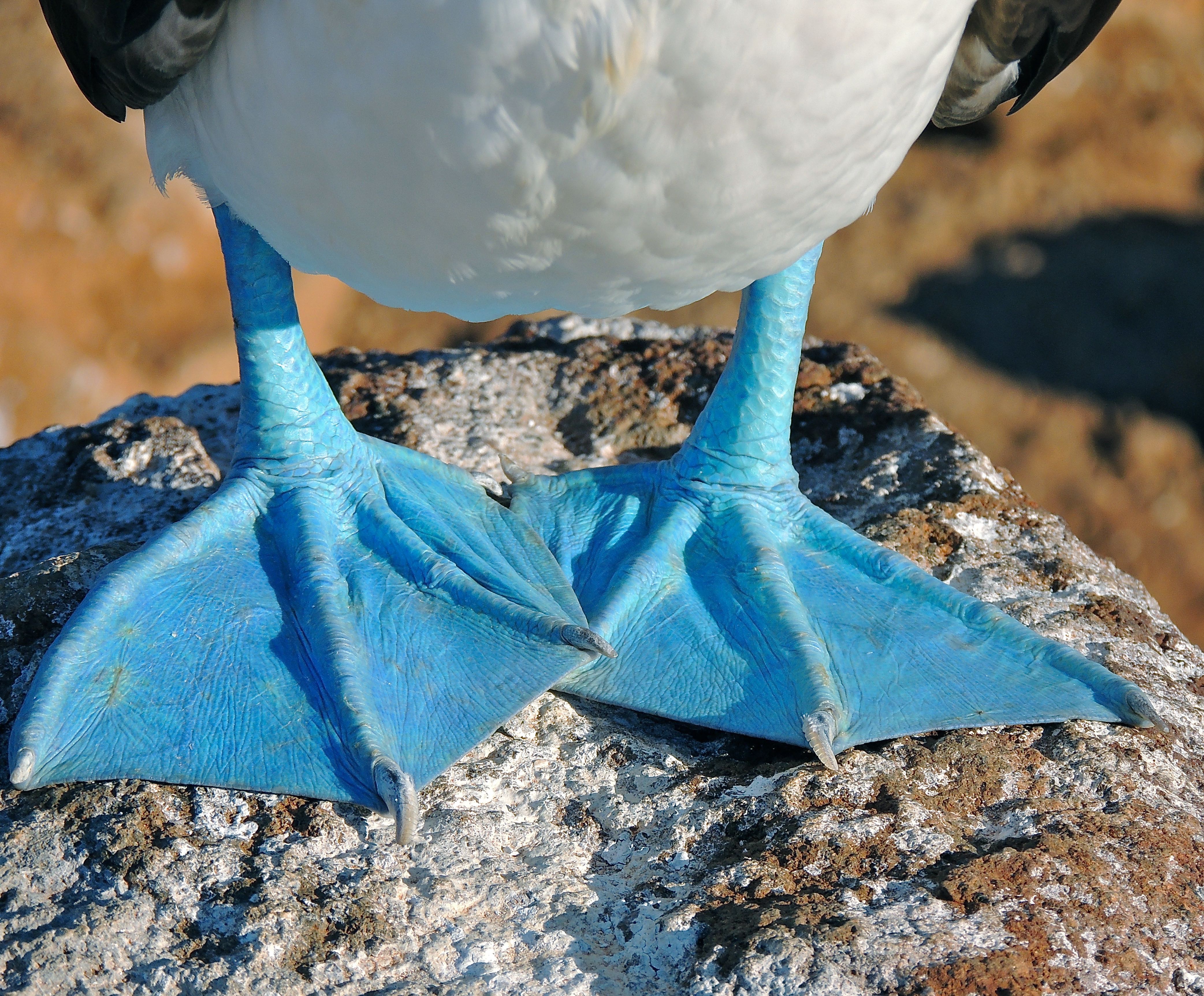 Blue-footed Booby FEET