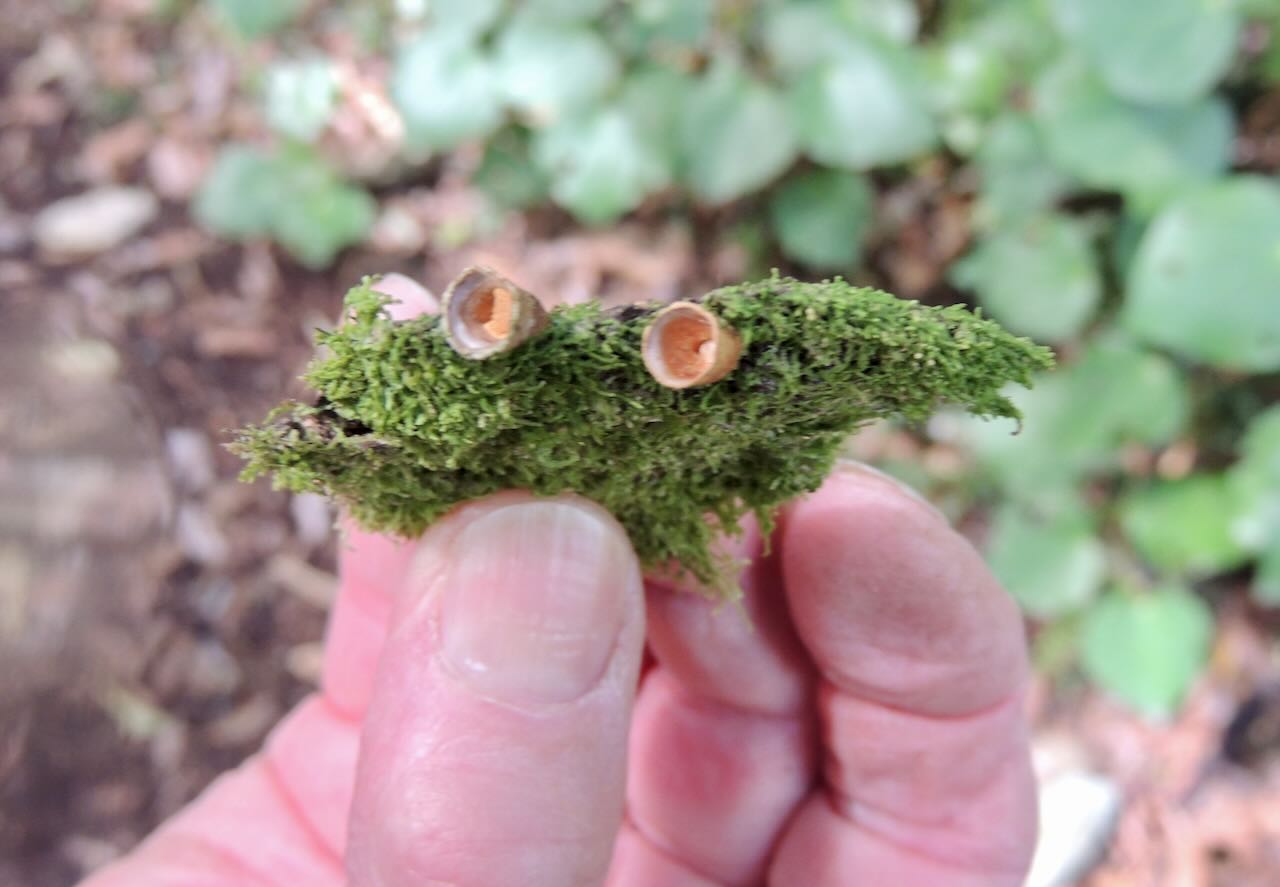 Bird's Nest Fungus