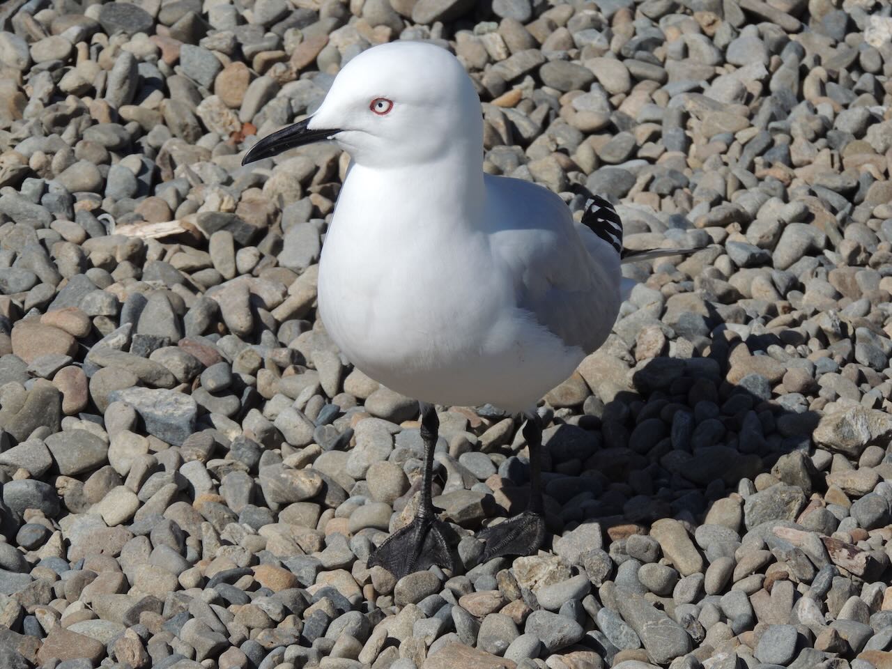 Black-billed Gull