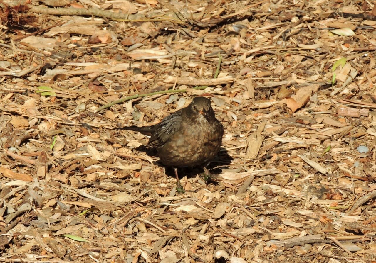 Female Eurasian Blackbird