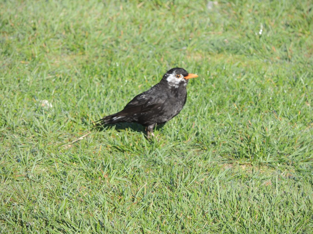 Leucistic Eurasian Blackbird