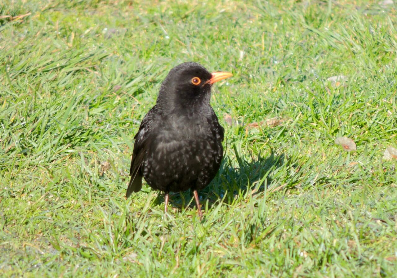 Male Eurasian Blackbird