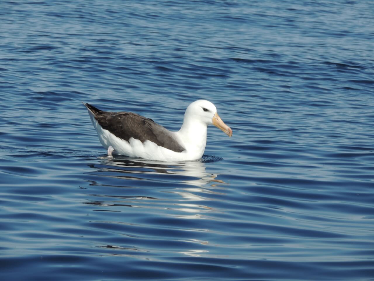 Black-browed Albatross