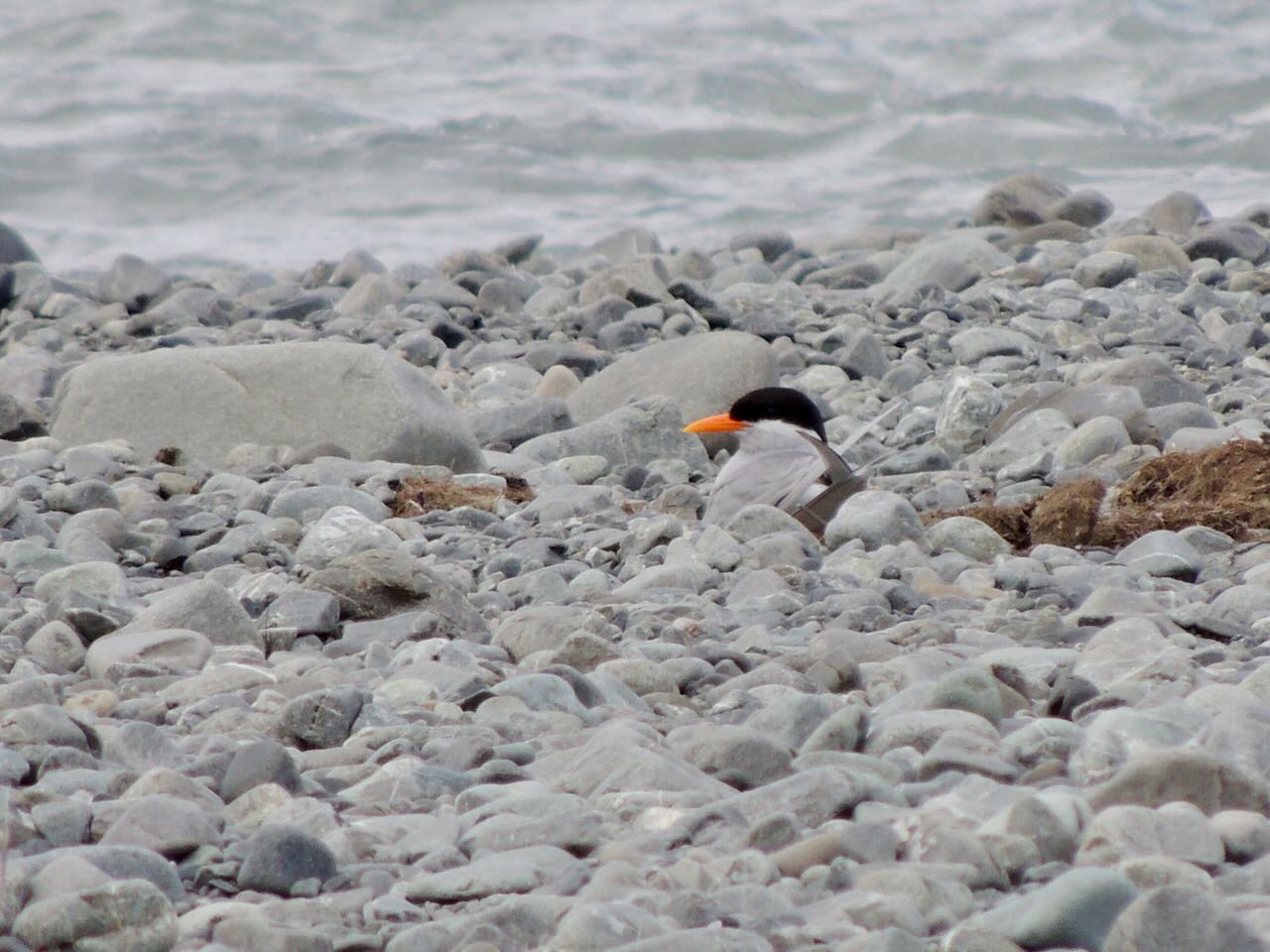 Black-fronted Tern