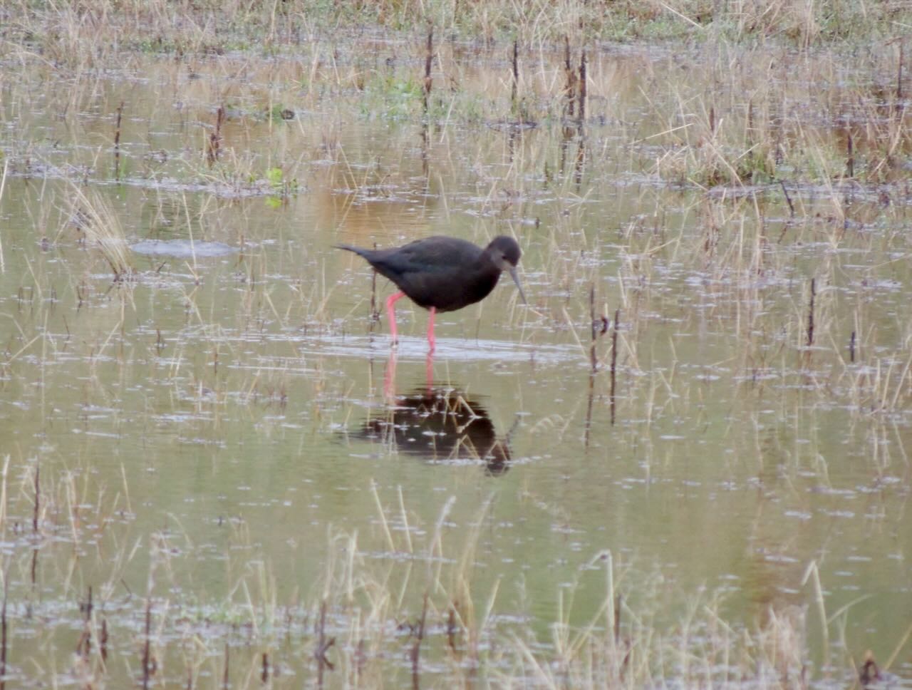 Black Stilt