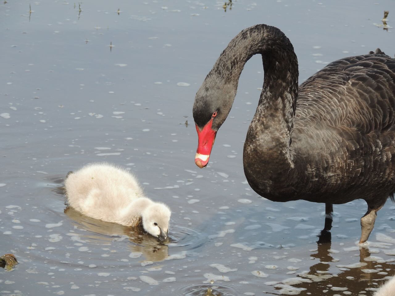 Black Swan and Cygnet