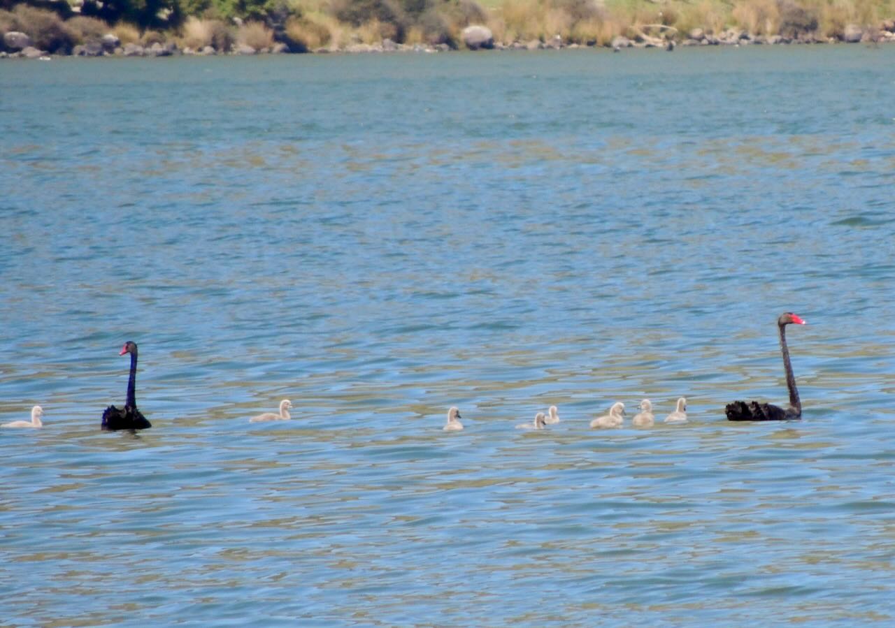 Black Swans and Cygnets