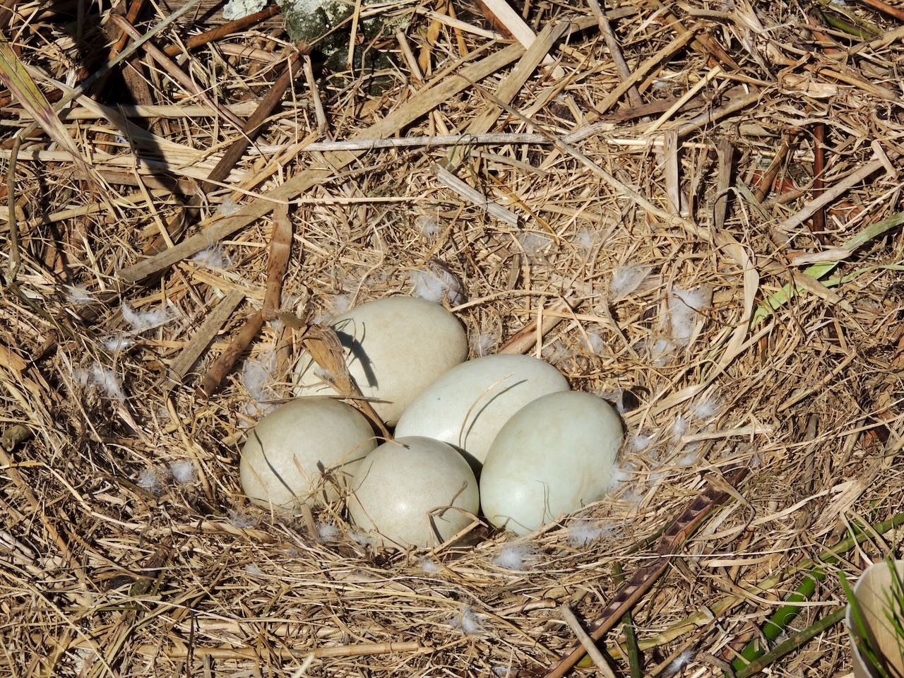 Black Swan Nest