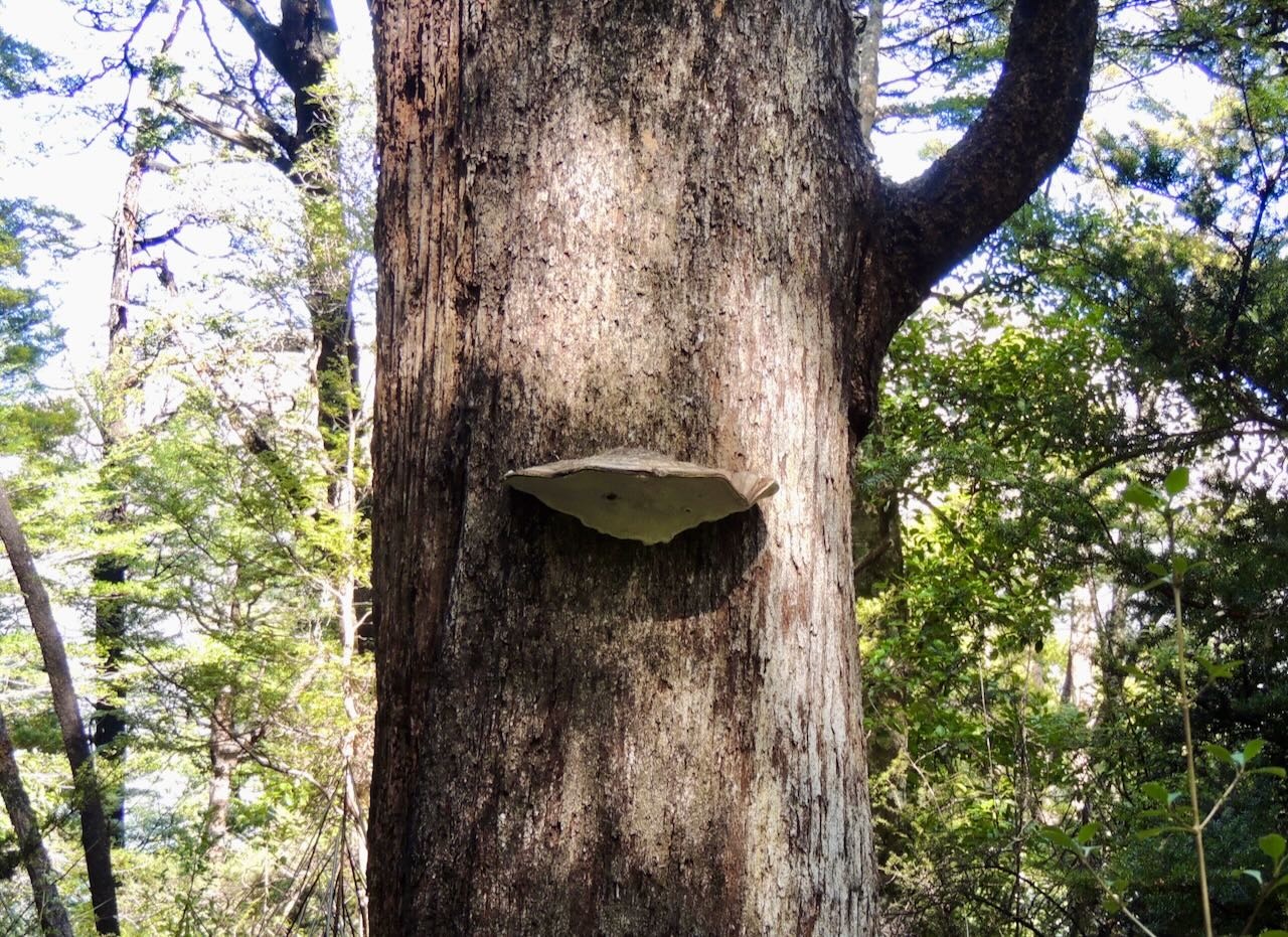 Bracket Fungus