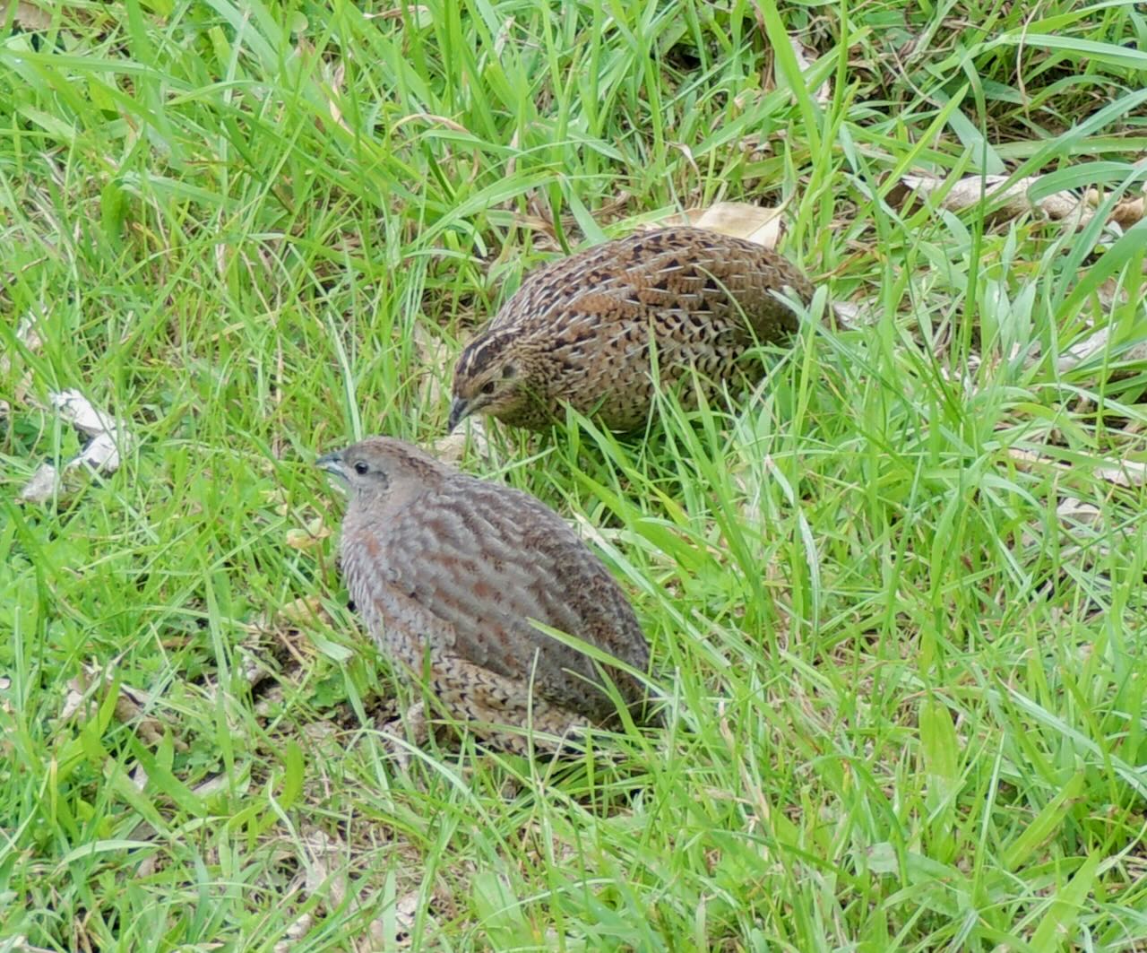 Brown Quail