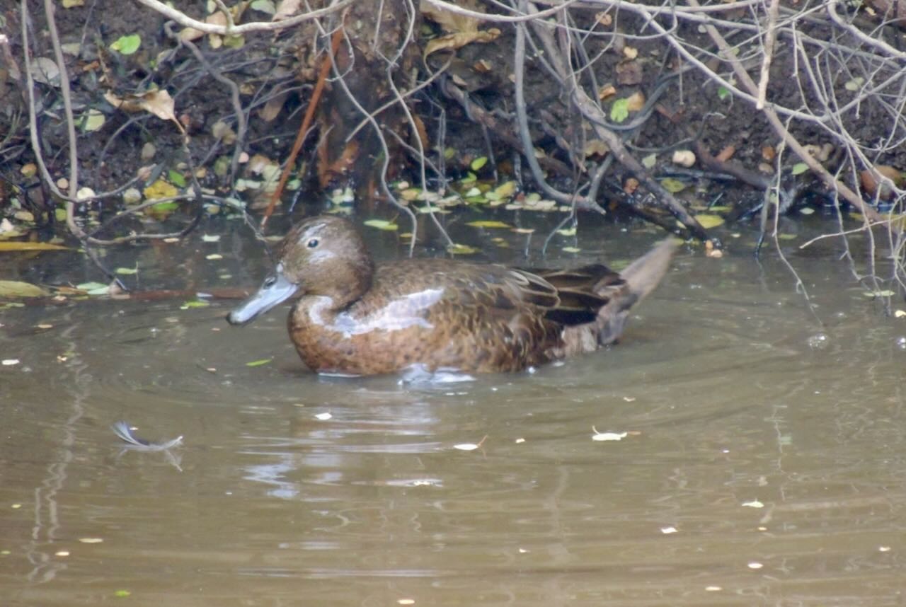 Brown Teal