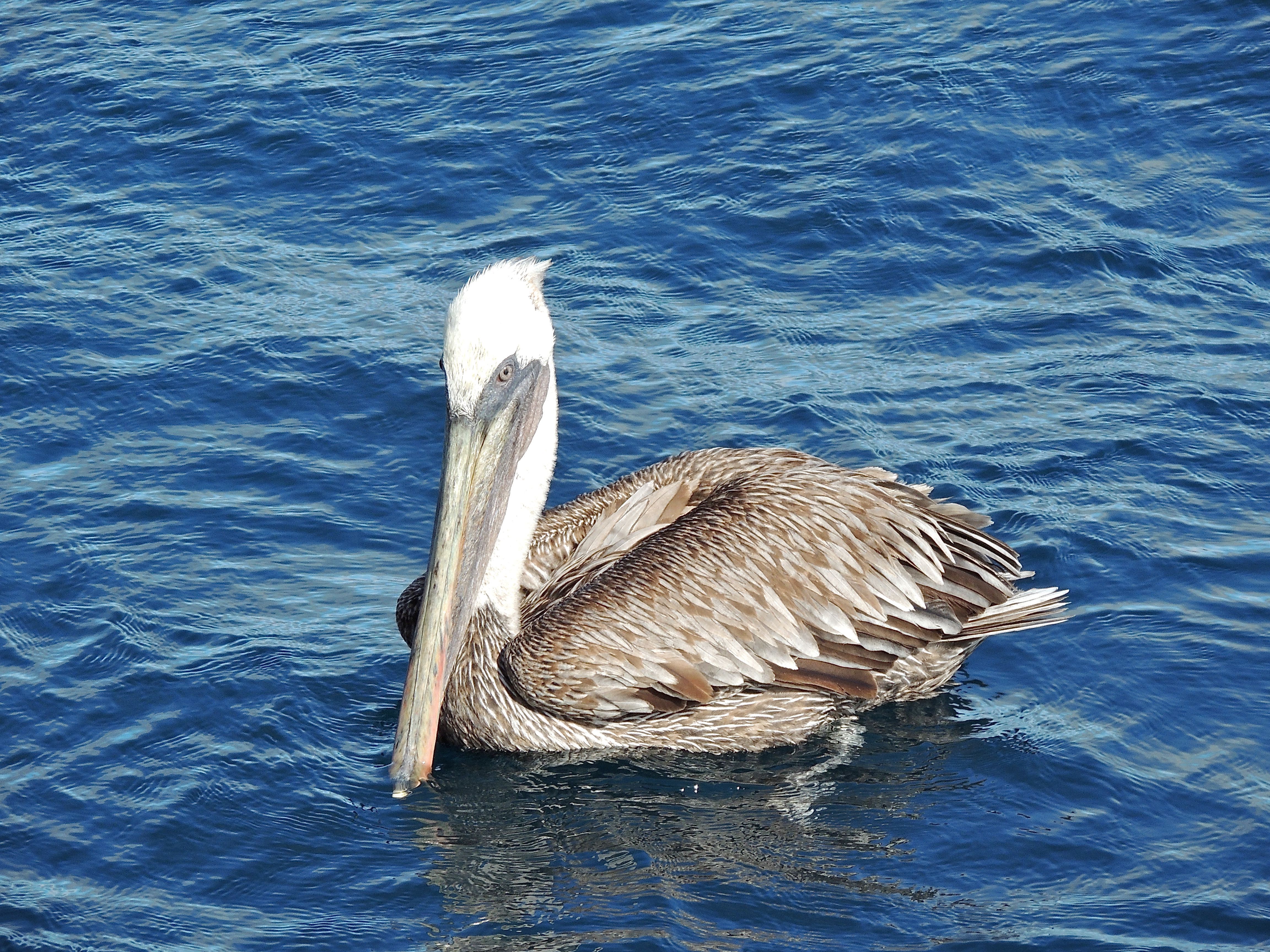 Brown Pelican Adult