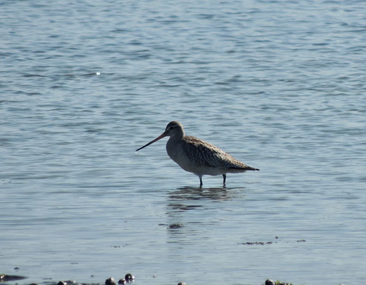 Bar-tailed Godwit