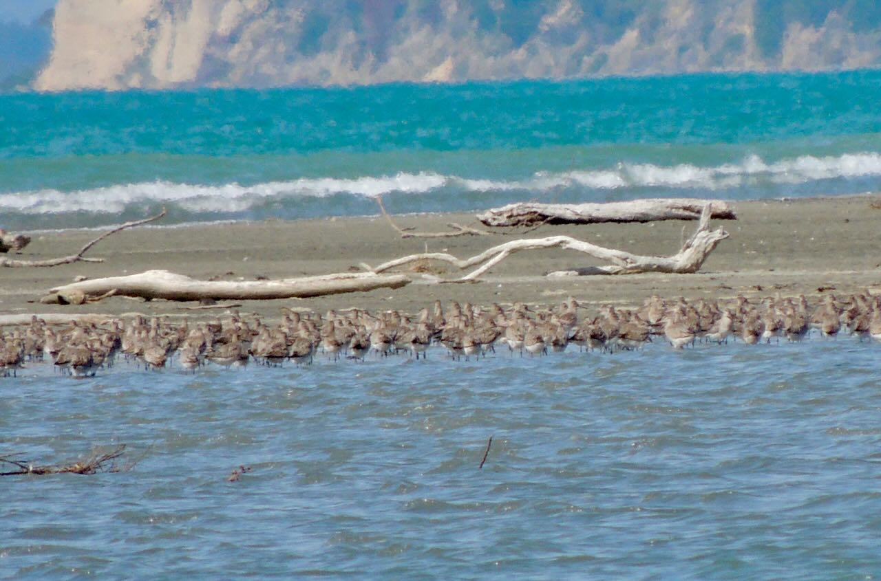 Bar-tailed Godwits