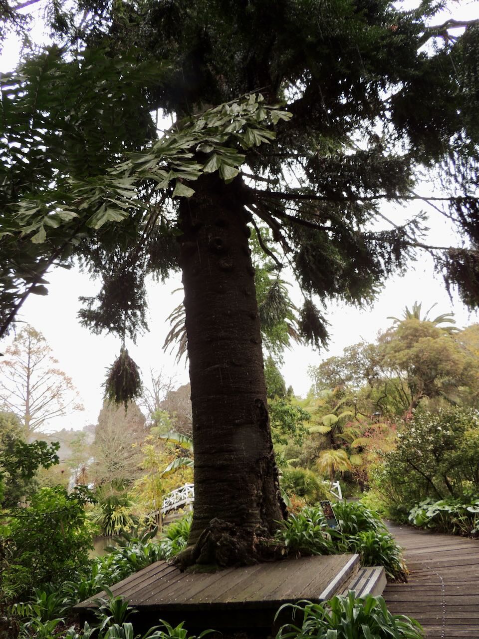 Bunya Bunya Tree