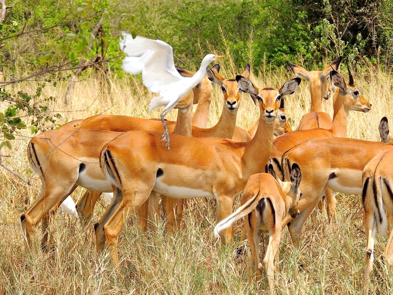 Impalas and Cattle Egret