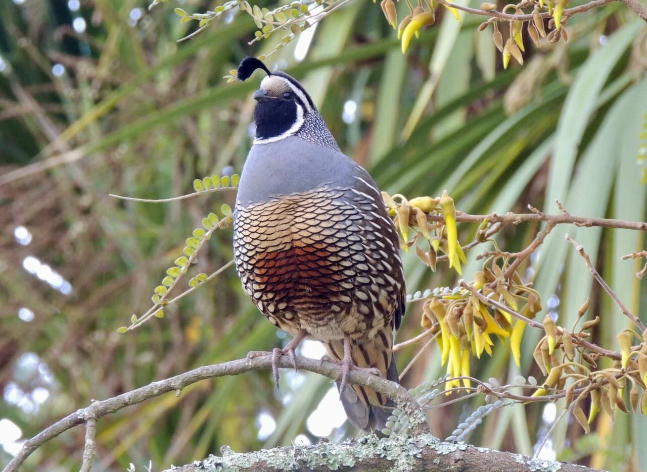 Male California Quail