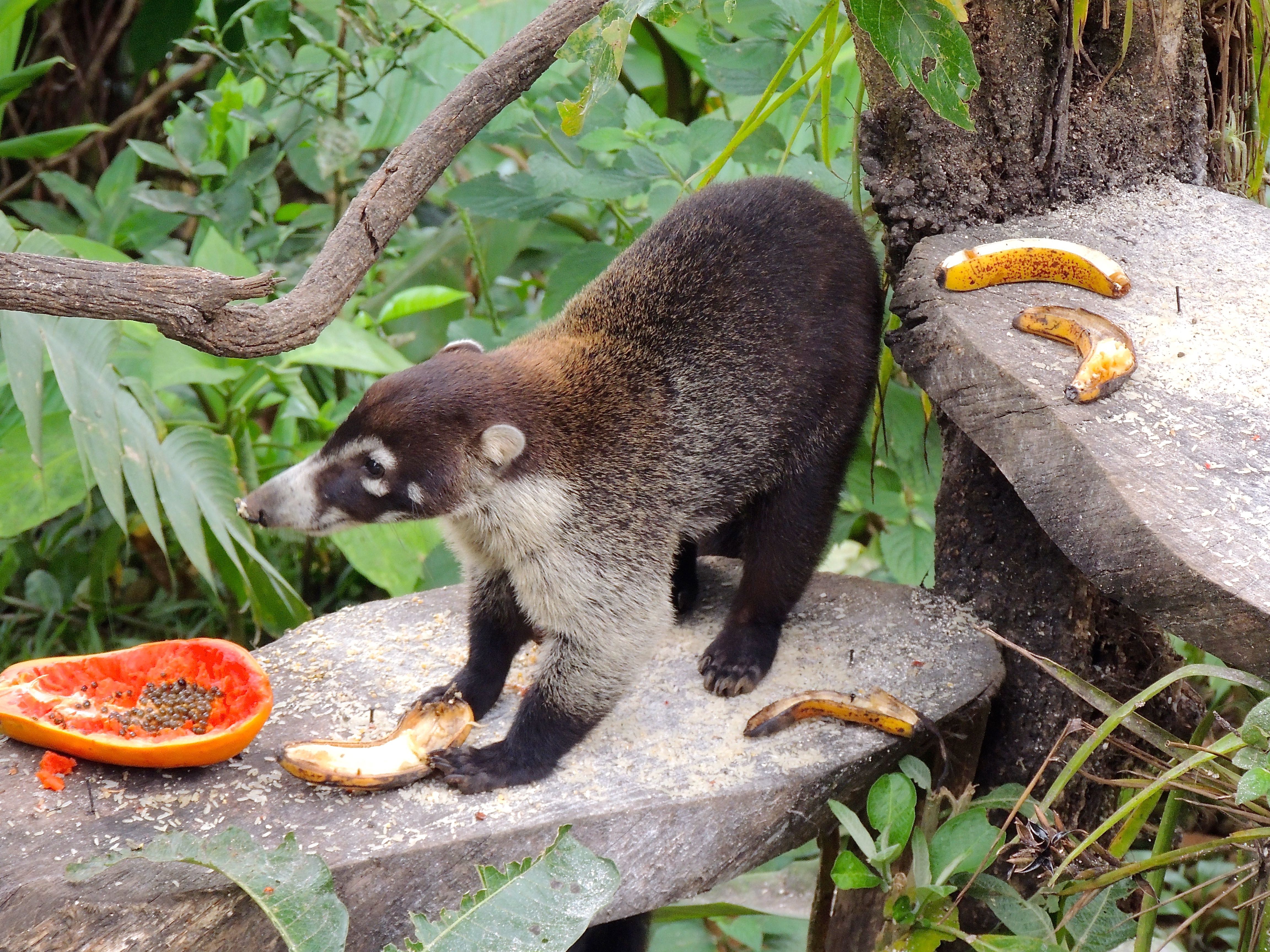 Central American Long-nosed Coati