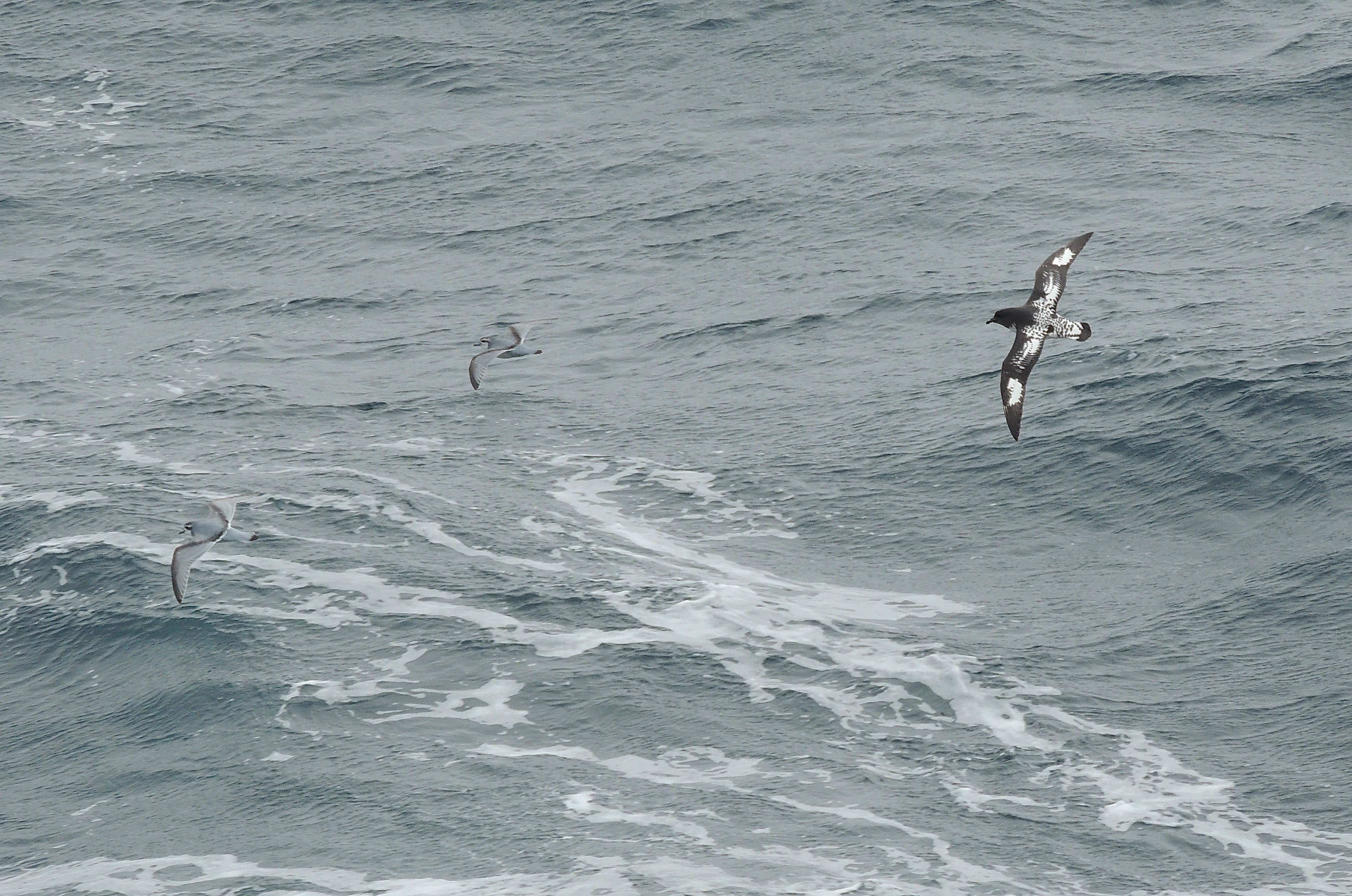 Antarctic Prions and Cape Petrel